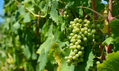 Es crea la Comunitat de Regants de Vinya del Penedès